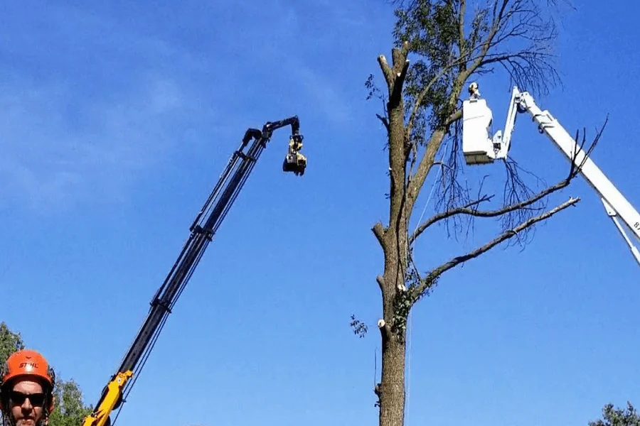 Tree Services
