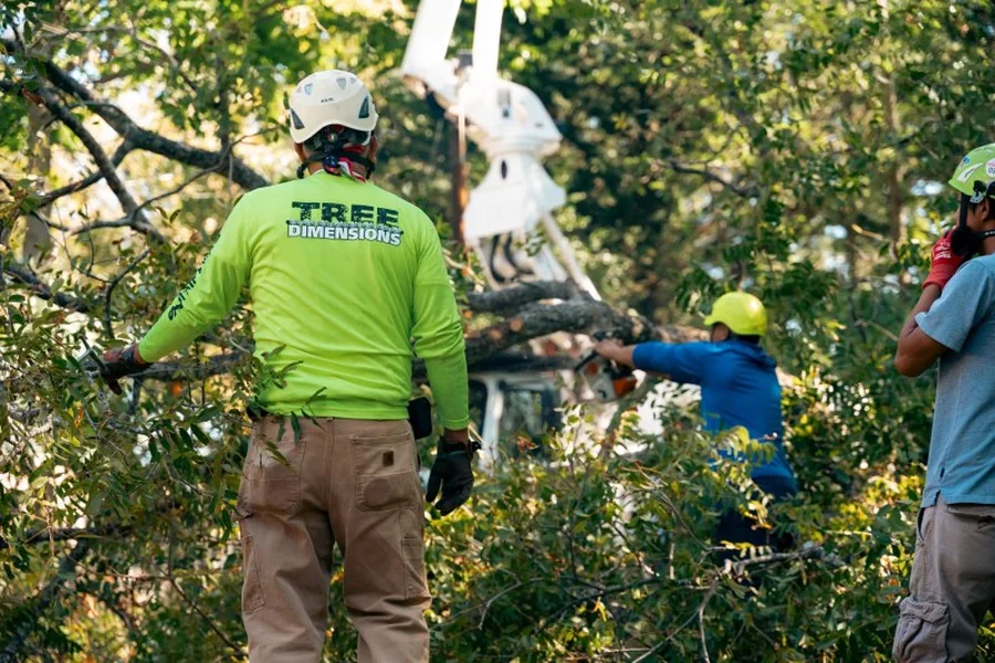 Tree Services