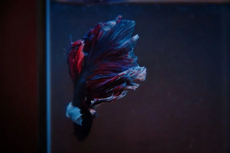 Betta Fish