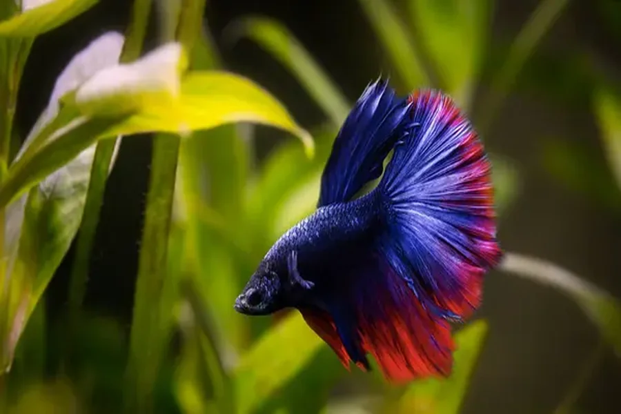 Betta Fish